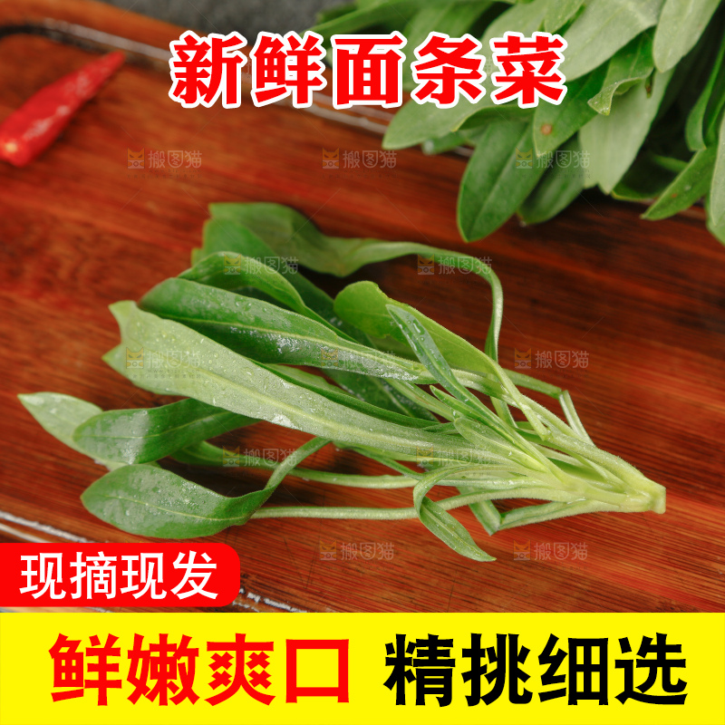 面条菜