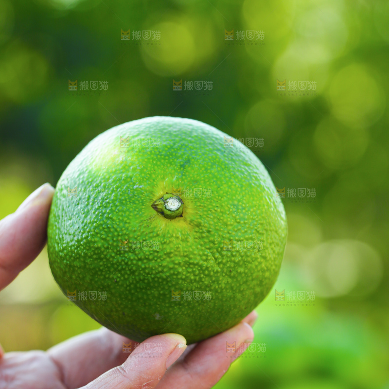 寻乌蜜桔