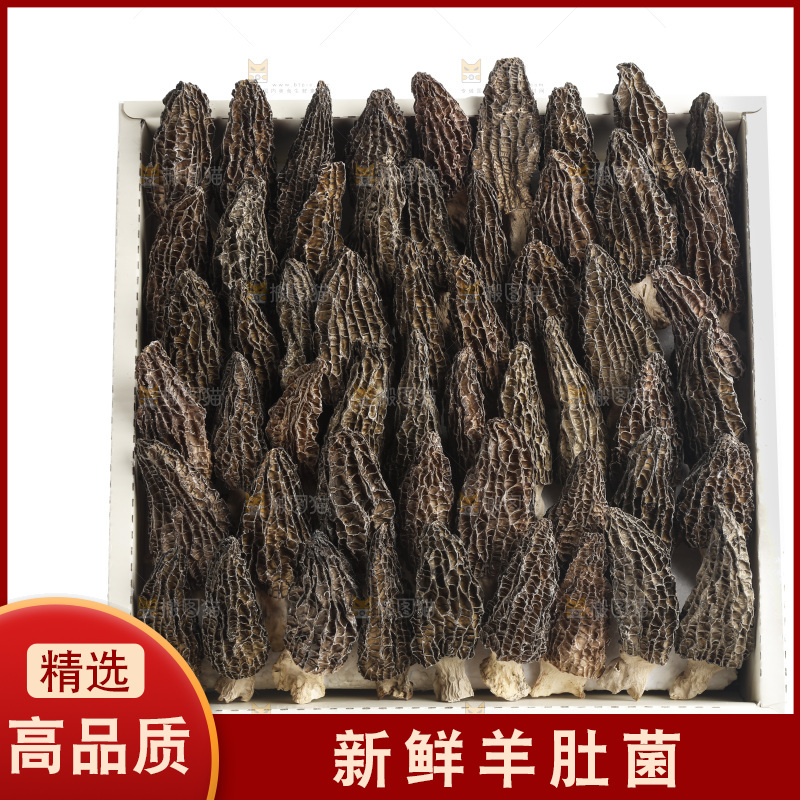 羊肚菌