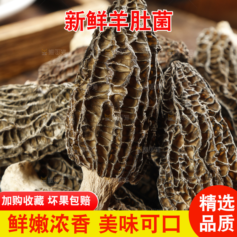 羊肚菌