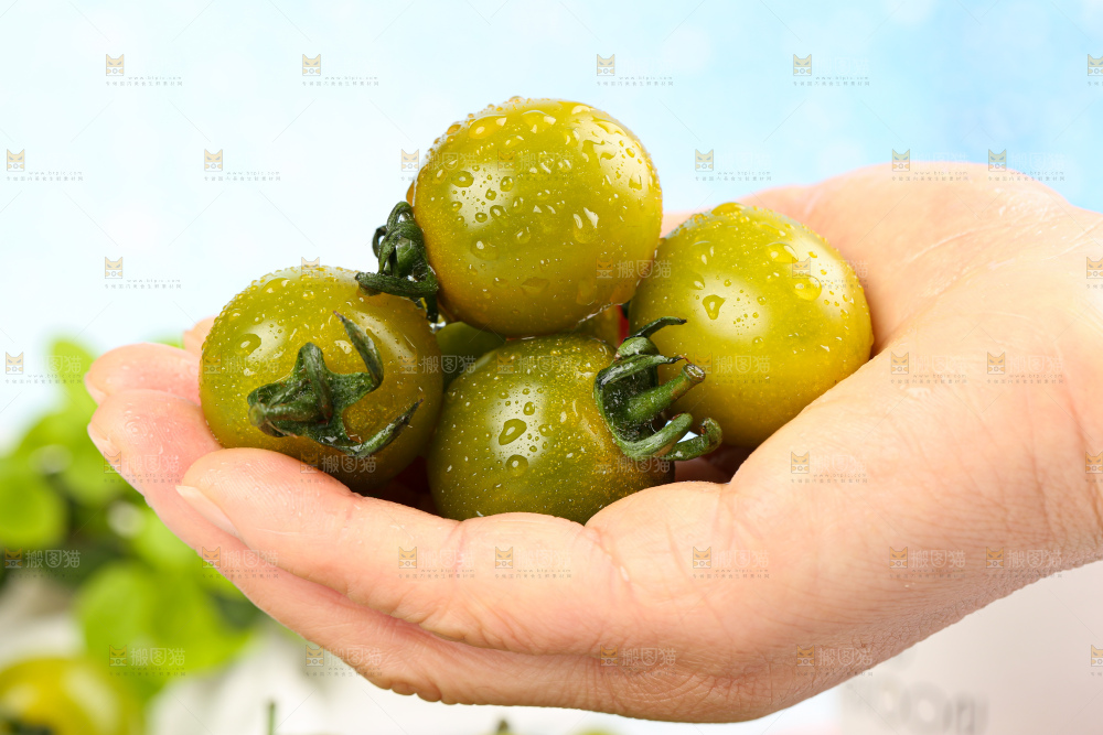 青口蜜小番茄