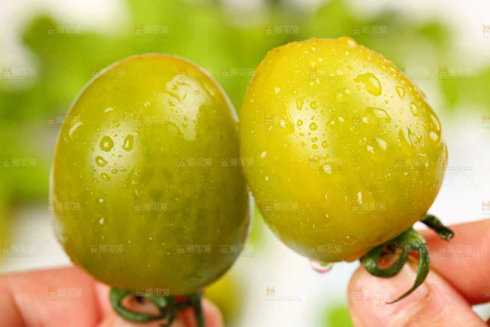 青口蜜小番茄