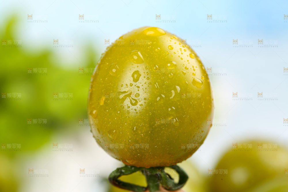 青口蜜小番茄