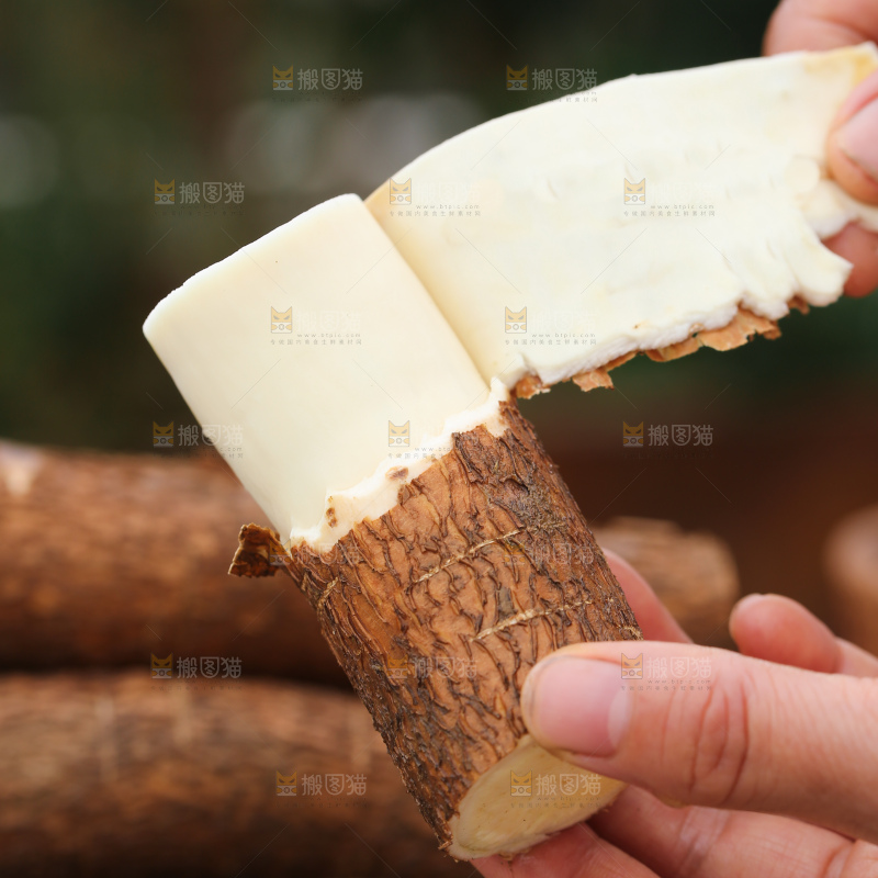 木薯