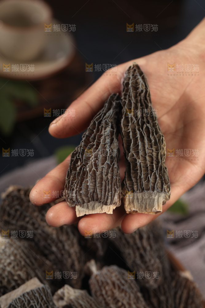 羊肚菌