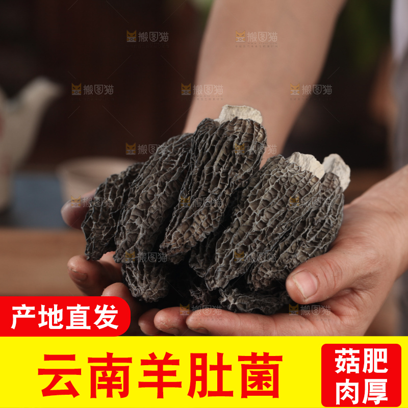 羊肚菌