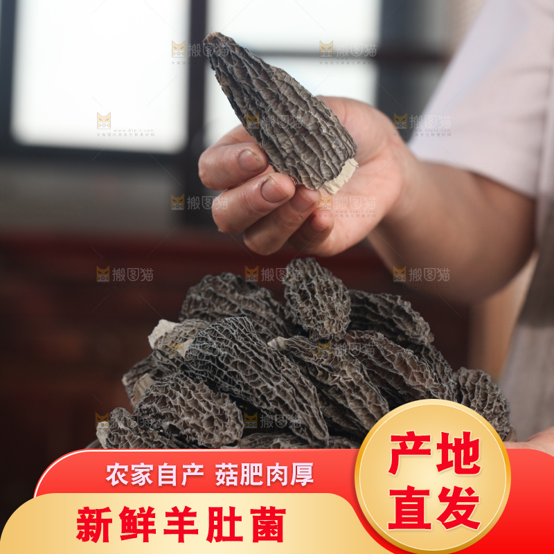 羊肚菌