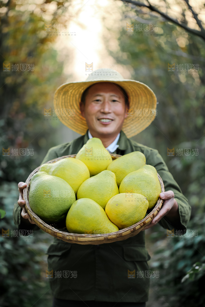 沙田柚