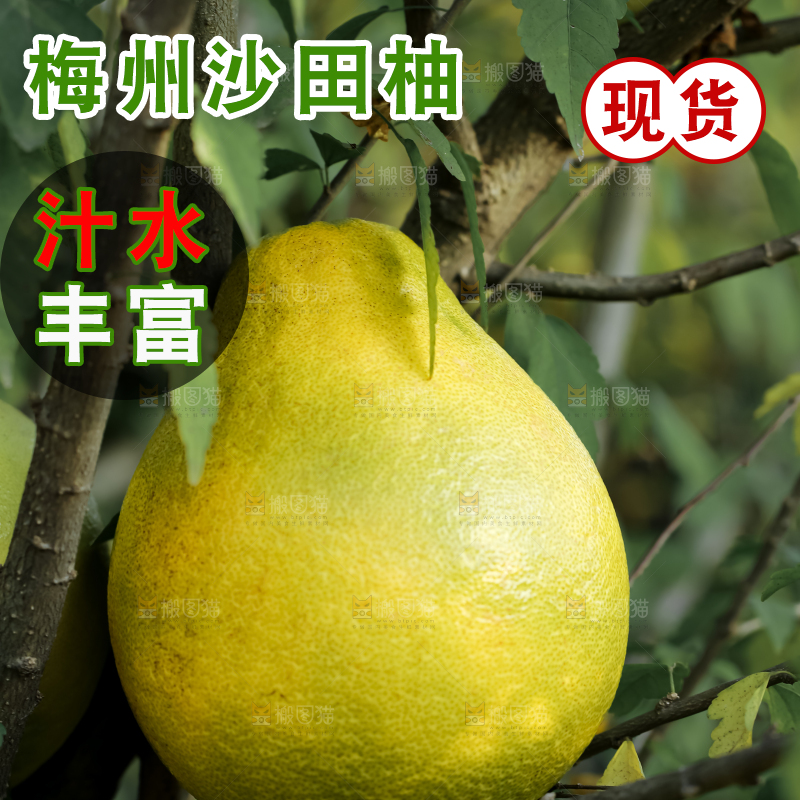 沙田柚