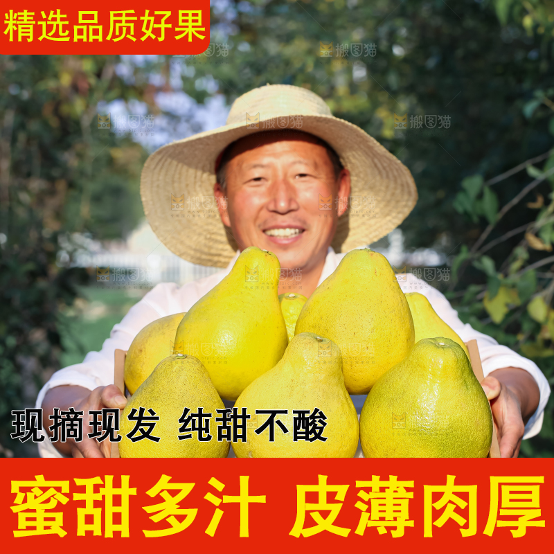 沙田柚