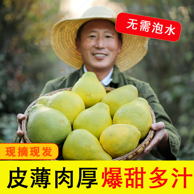 沙田柚