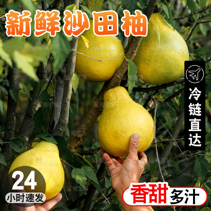 沙田柚