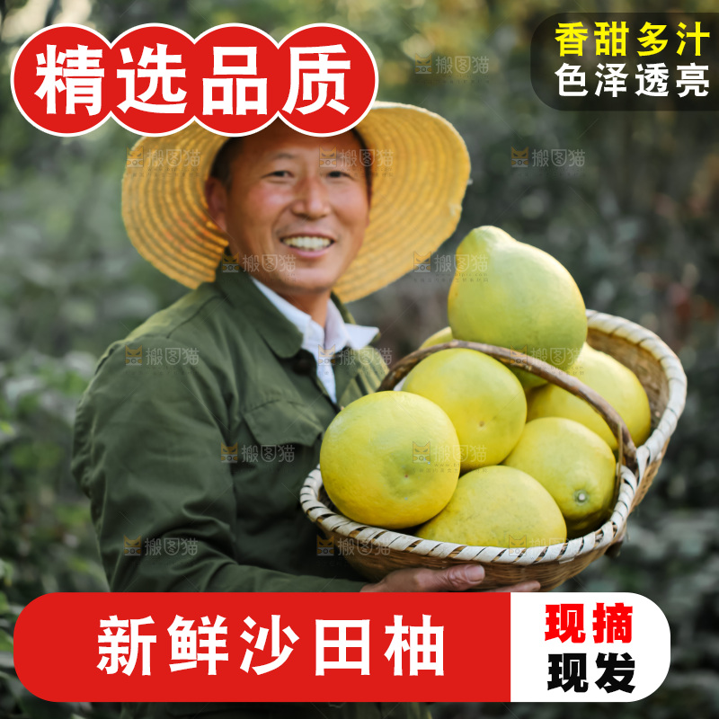 沙田柚