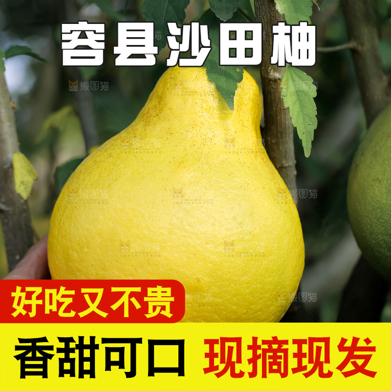 沙田柚