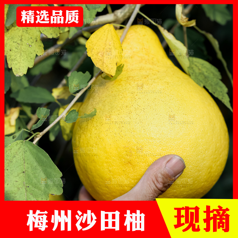 沙田柚