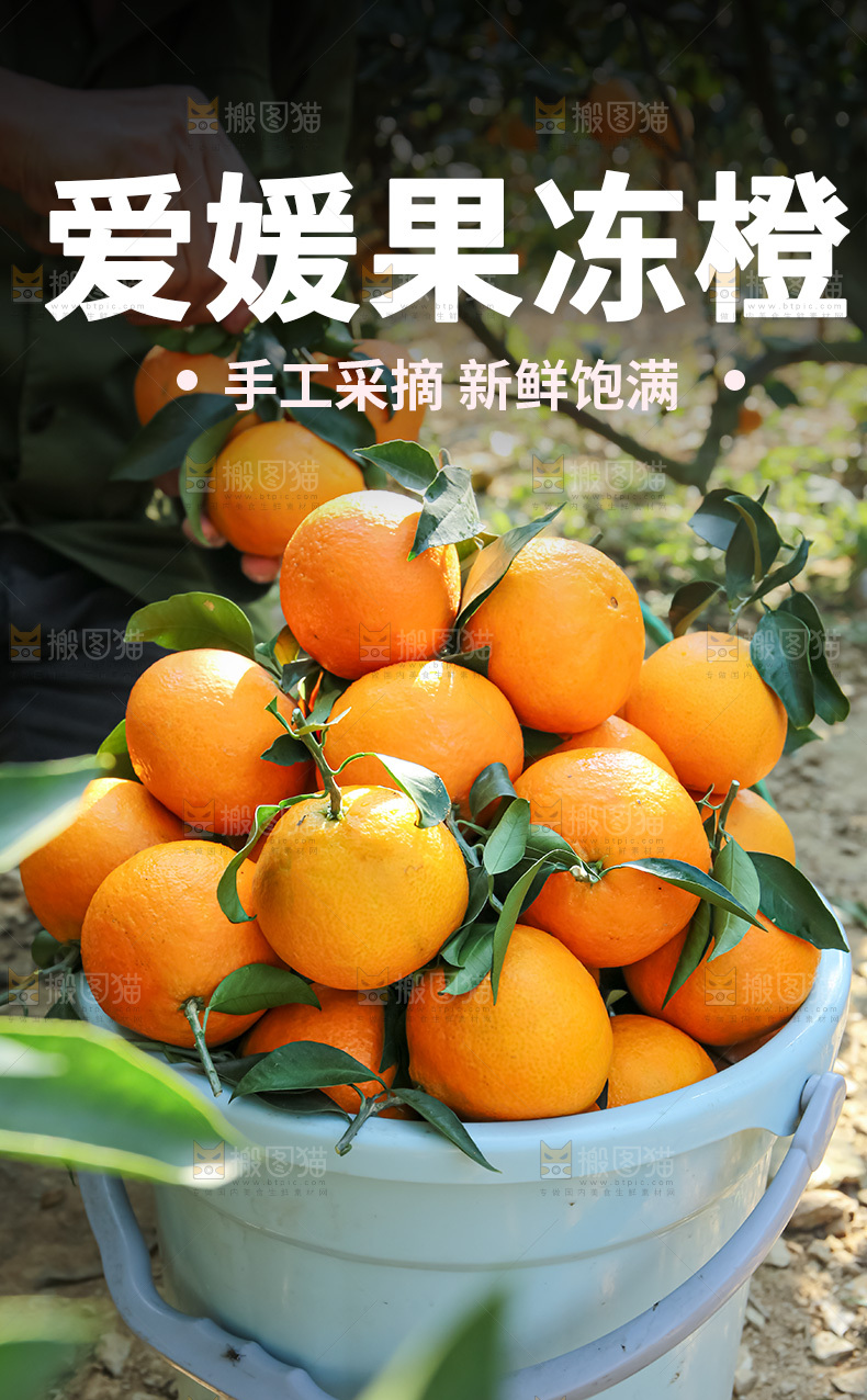 爱媛果冻橙详情页