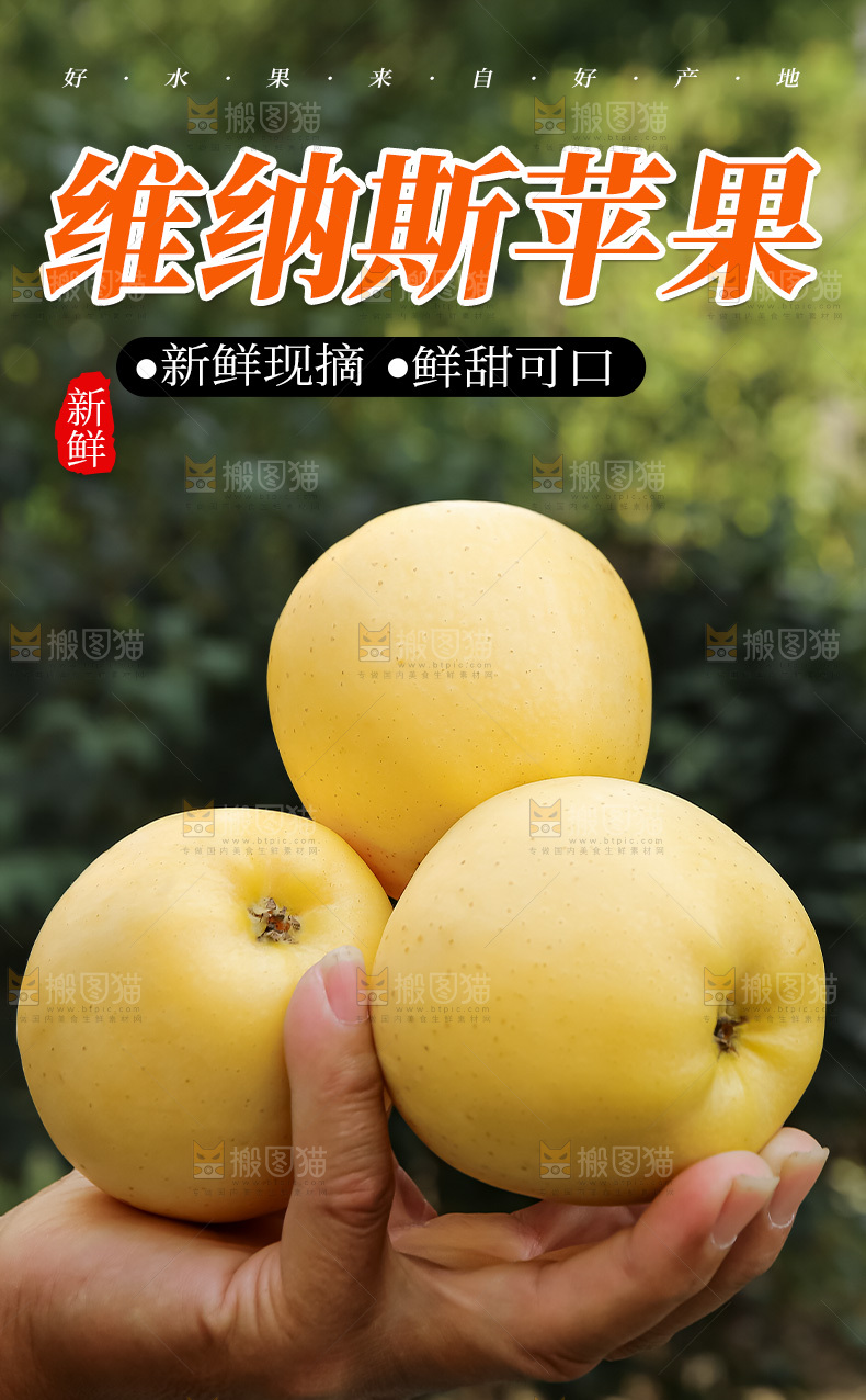 黄金维纳斯苹果详情