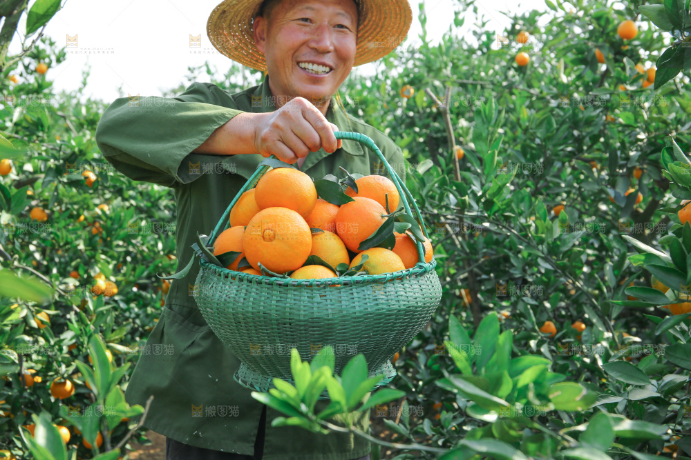 爱媛果冻橙