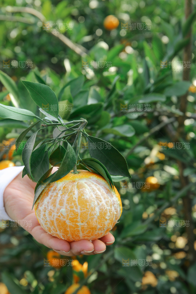 爱媛果冻橙