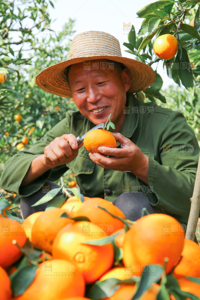 爱媛果冻橙