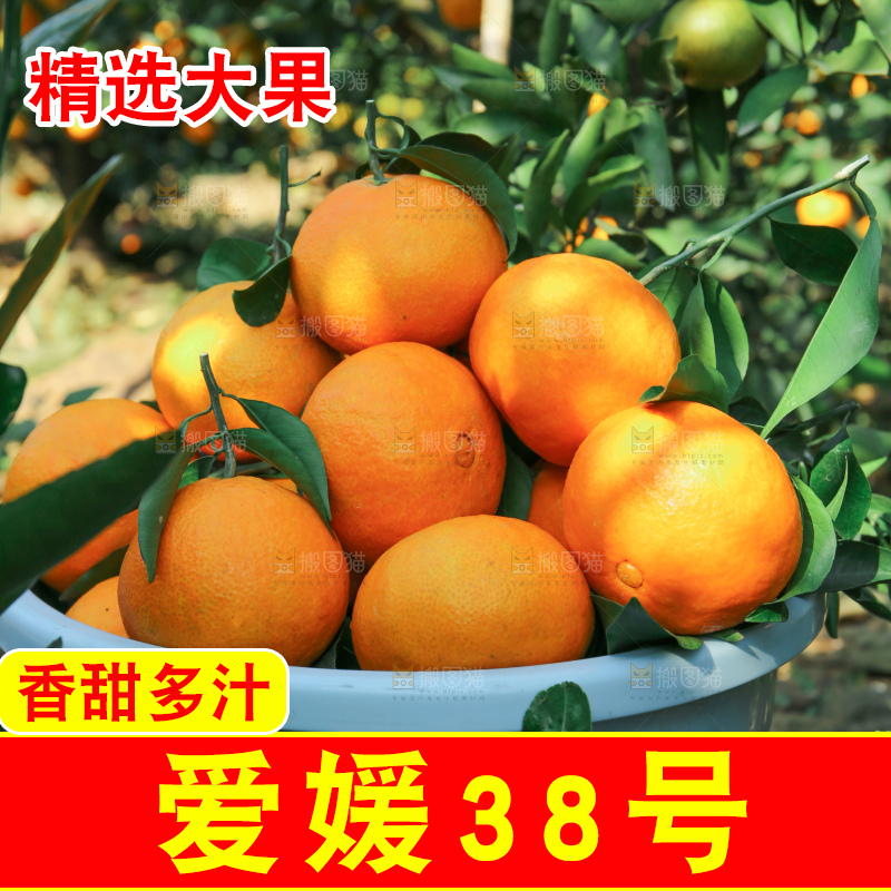 爱媛果冻橙