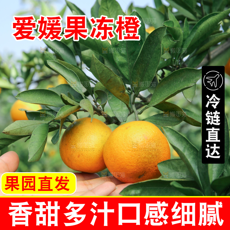 爱媛果冻橙