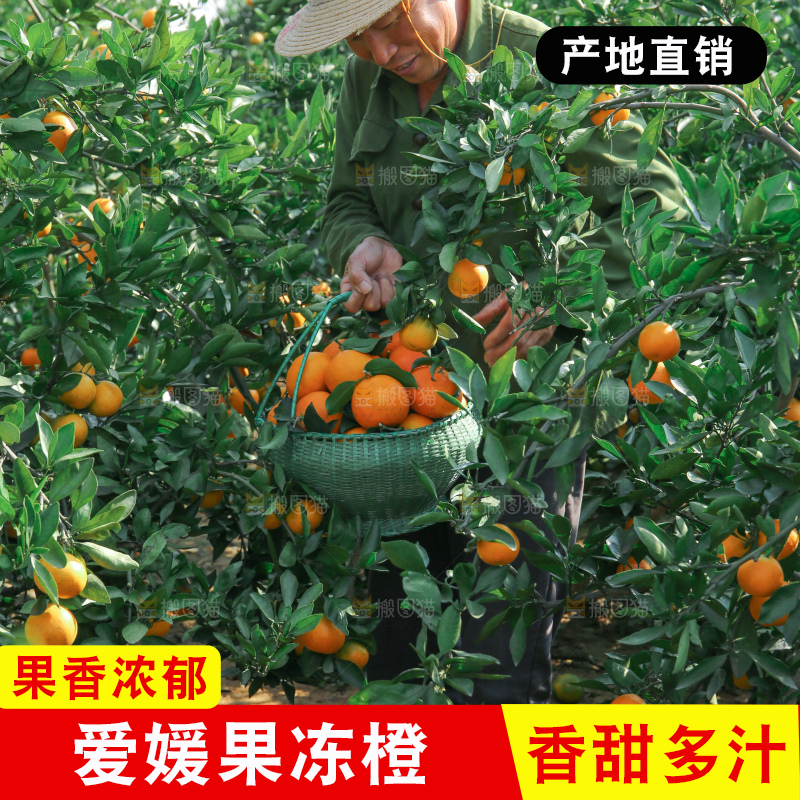 爱媛果冻橙