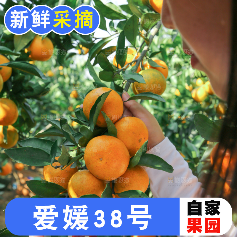 爱媛果冻橙