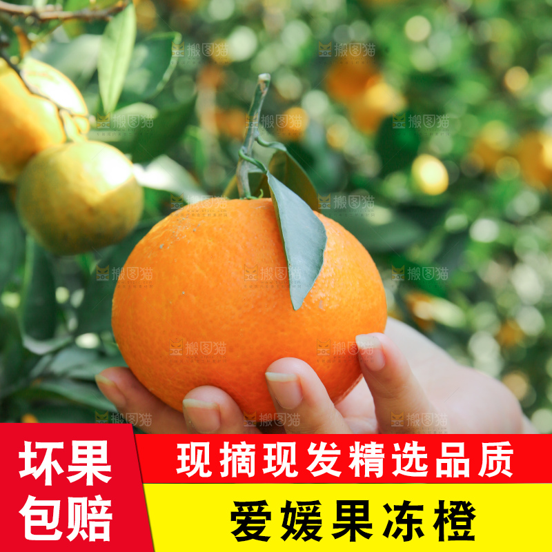 爱媛果冻橙