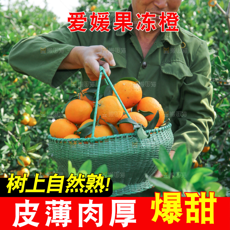 爱媛果冻橙