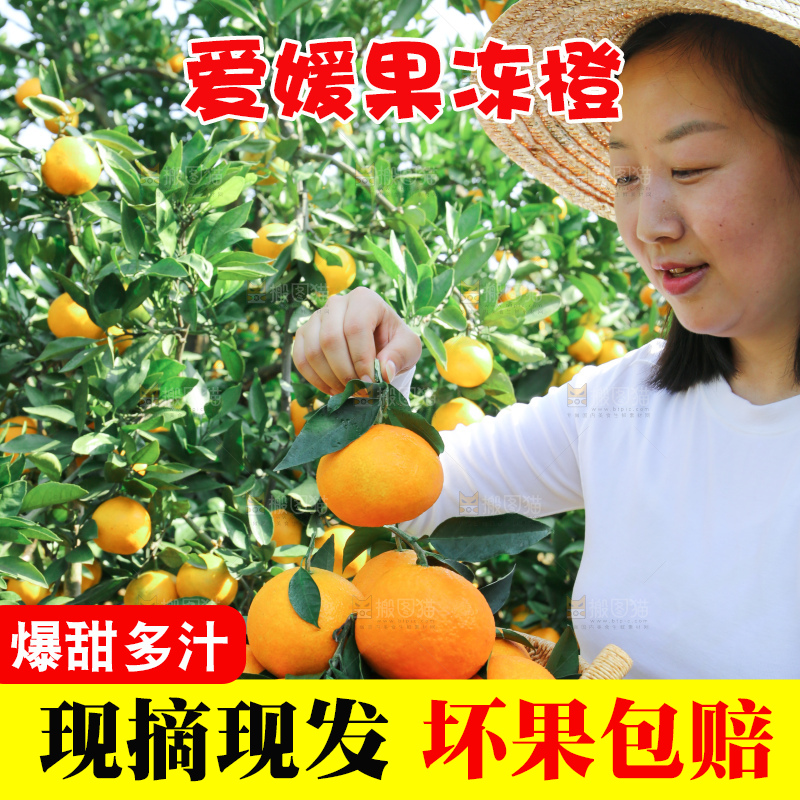 爱媛果冻橙