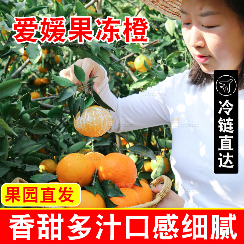 爱媛果冻橙