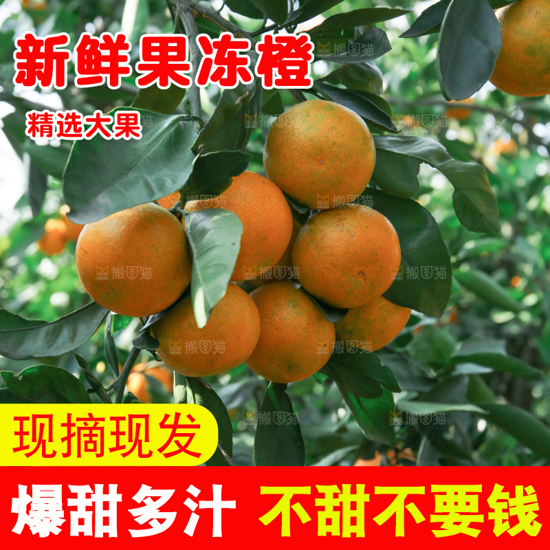 爱媛果冻橙