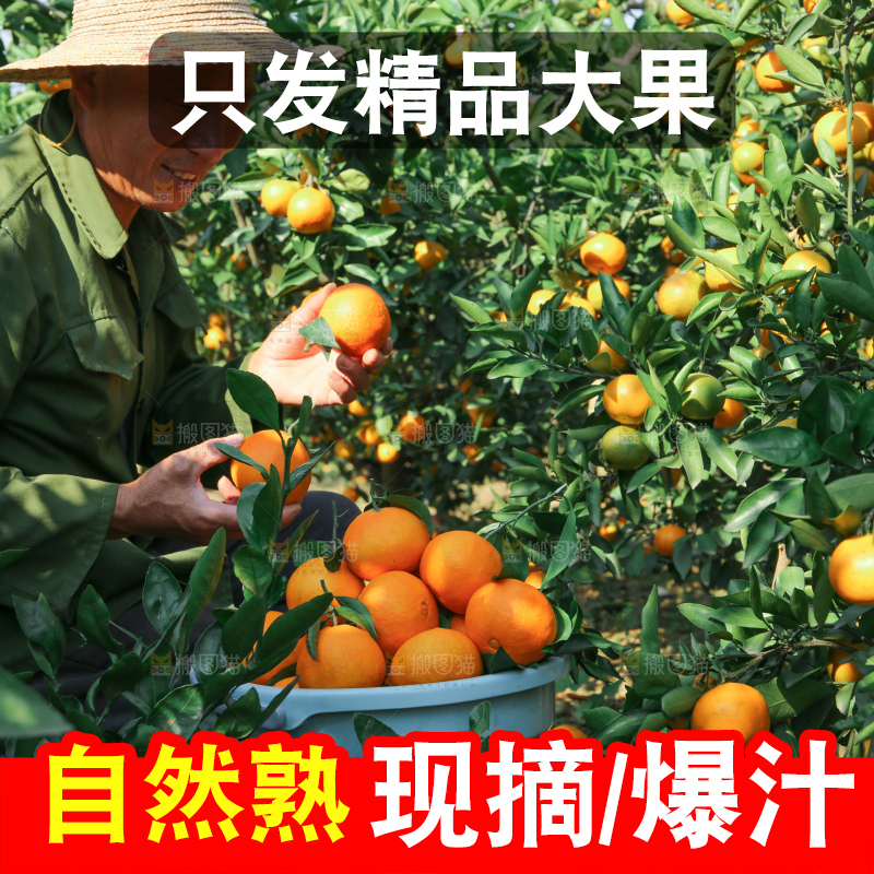爱媛果冻橙