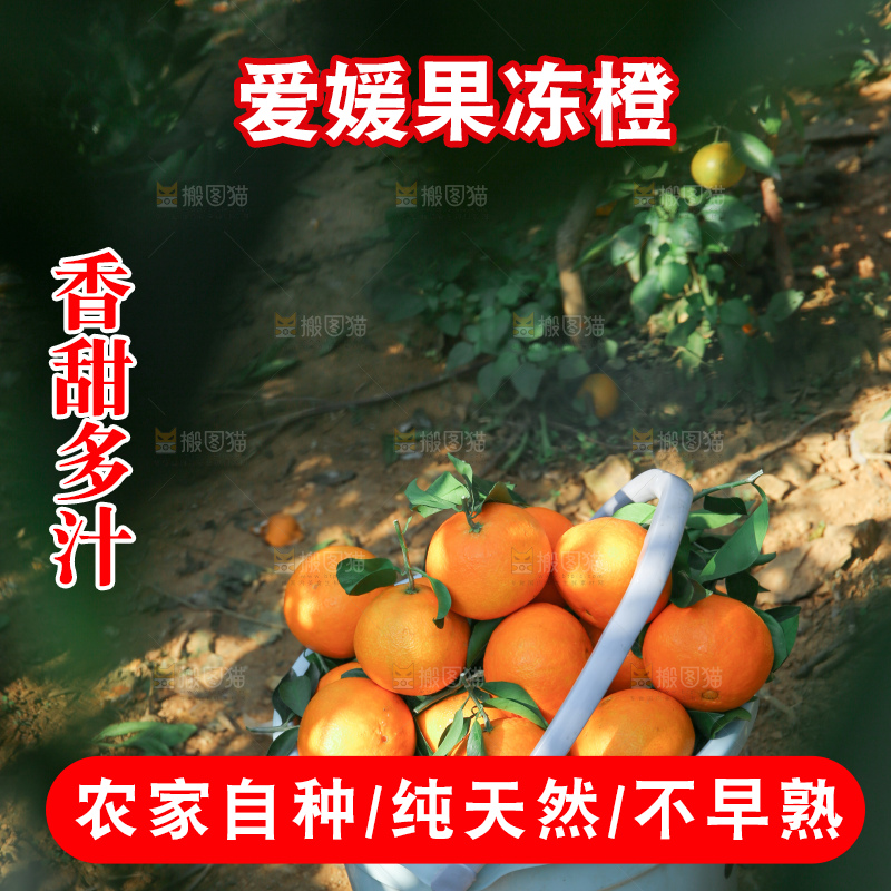 爱媛果冻橙