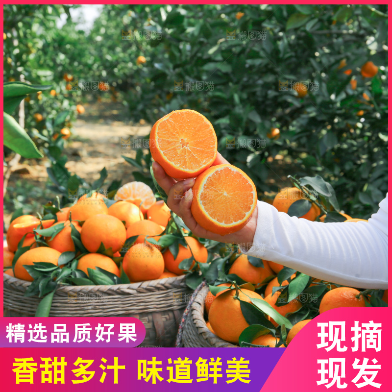 爱媛果冻橙
