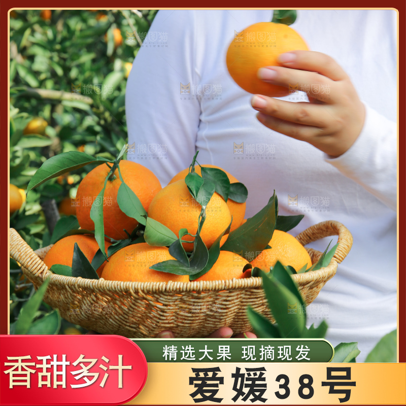 爱媛果冻橙