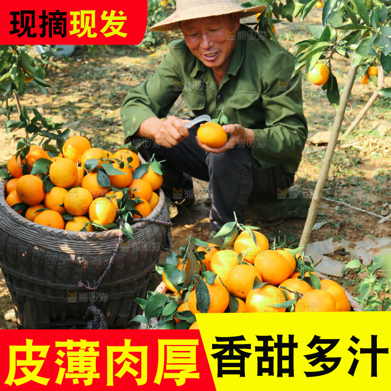 爱媛果冻橙