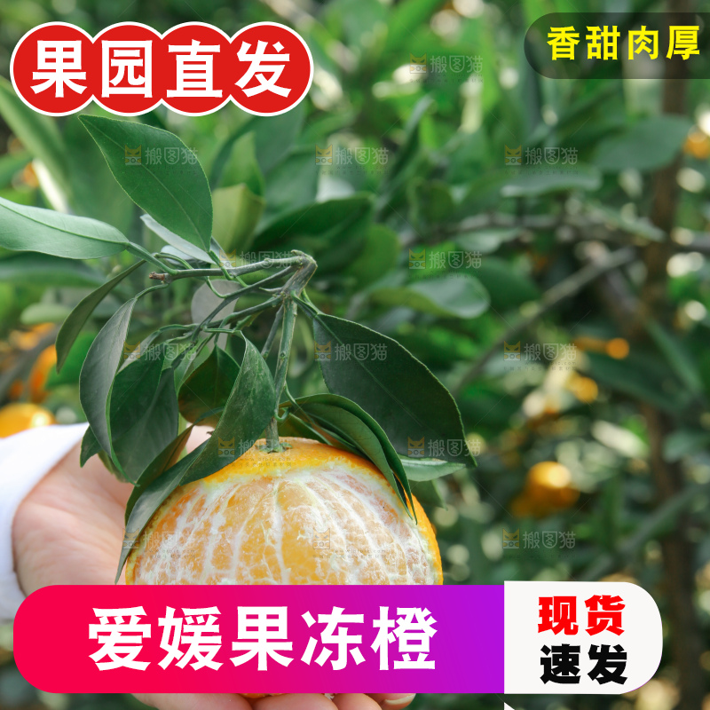 爱媛果冻橙