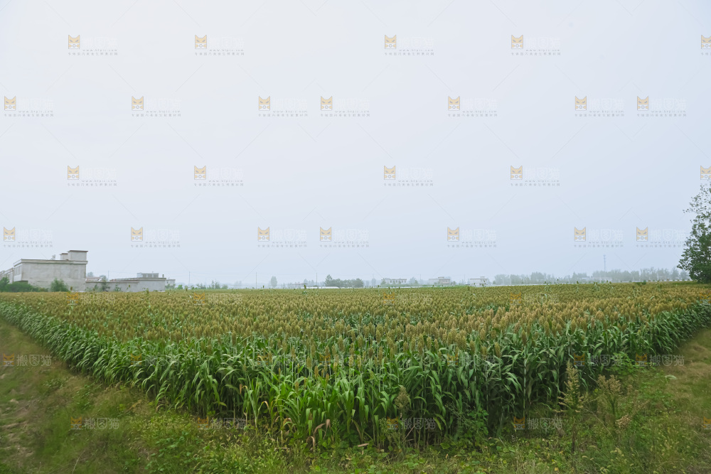 高粱地