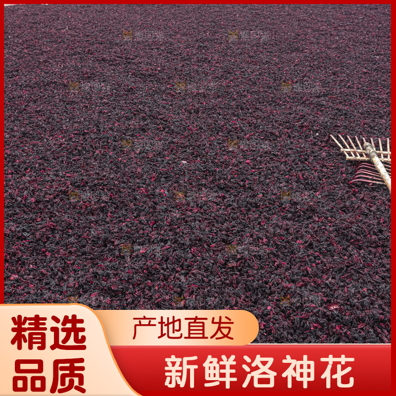 洛神花