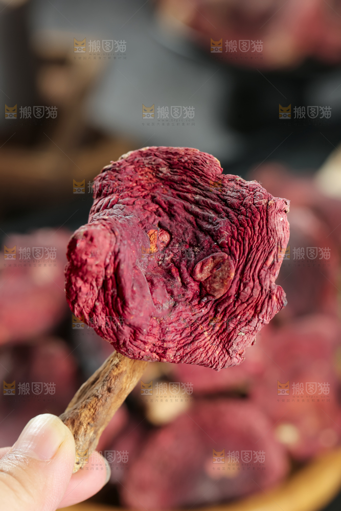 红菇