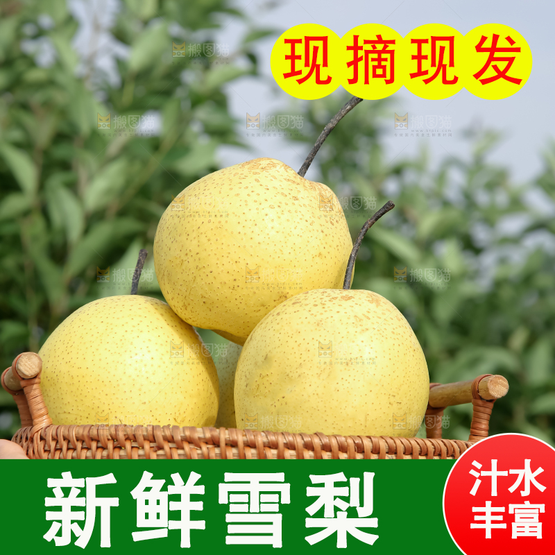 雪梨