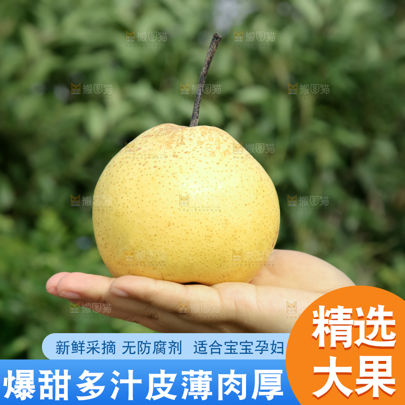 雪梨