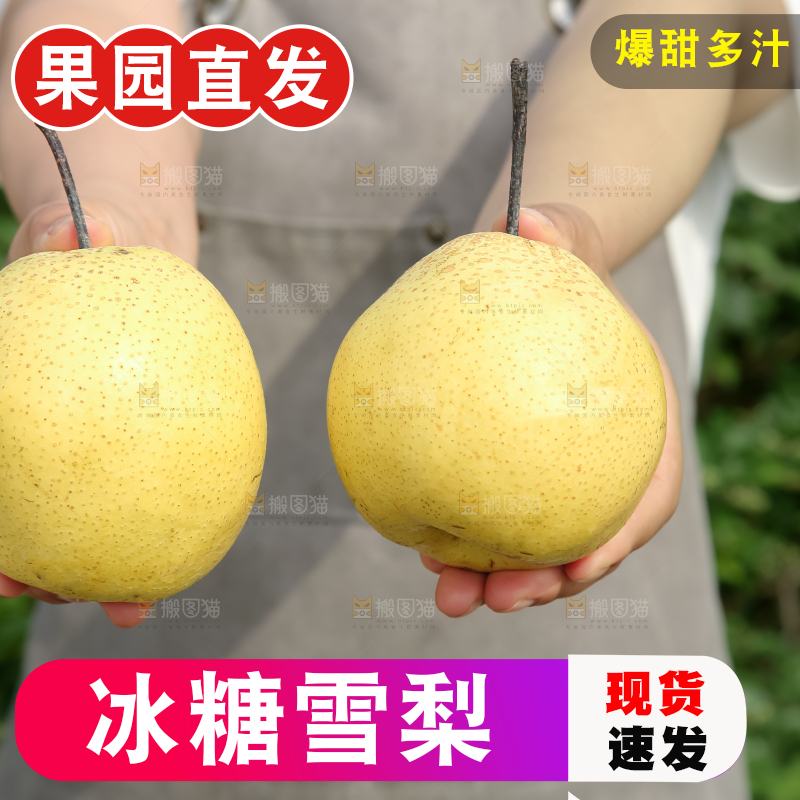 雪梨