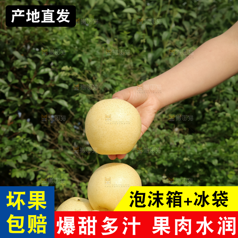 皇冠梨