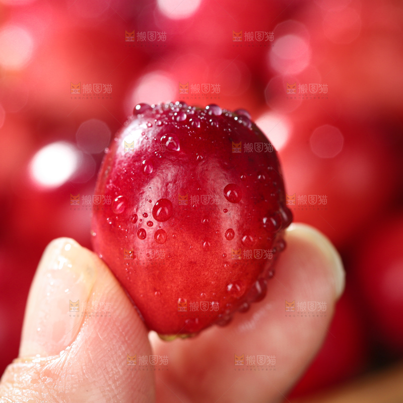 蔓越莓