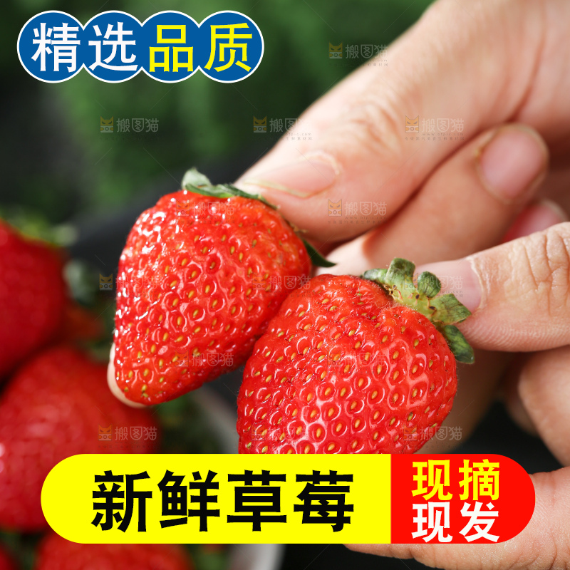 草莓