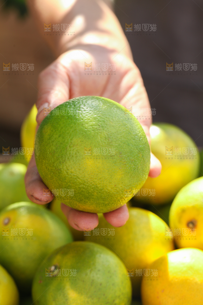 皇帝柑