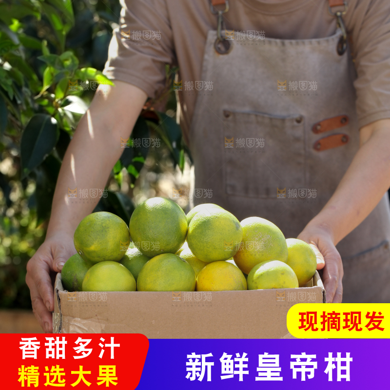 皇帝柑